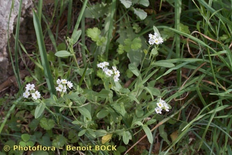 Berteroa mutabilis 8