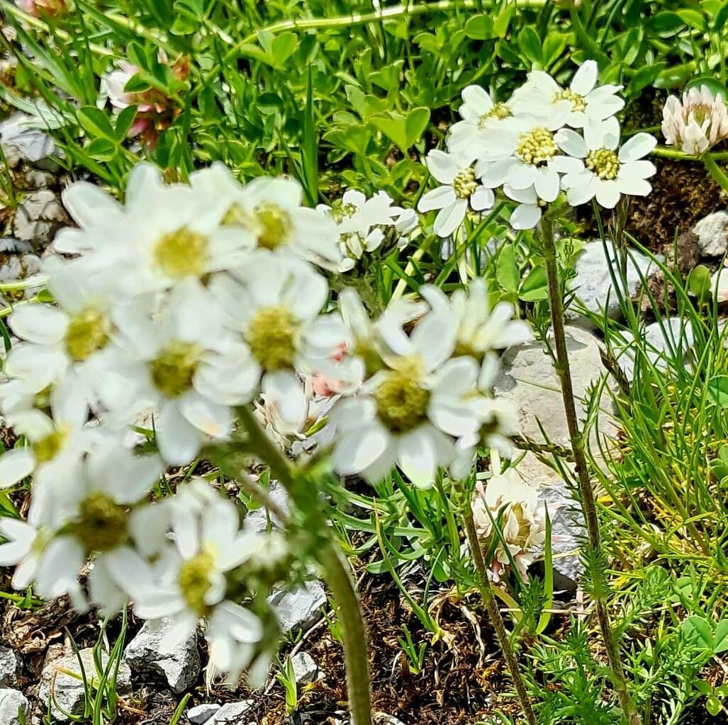 Achillea atrata 6