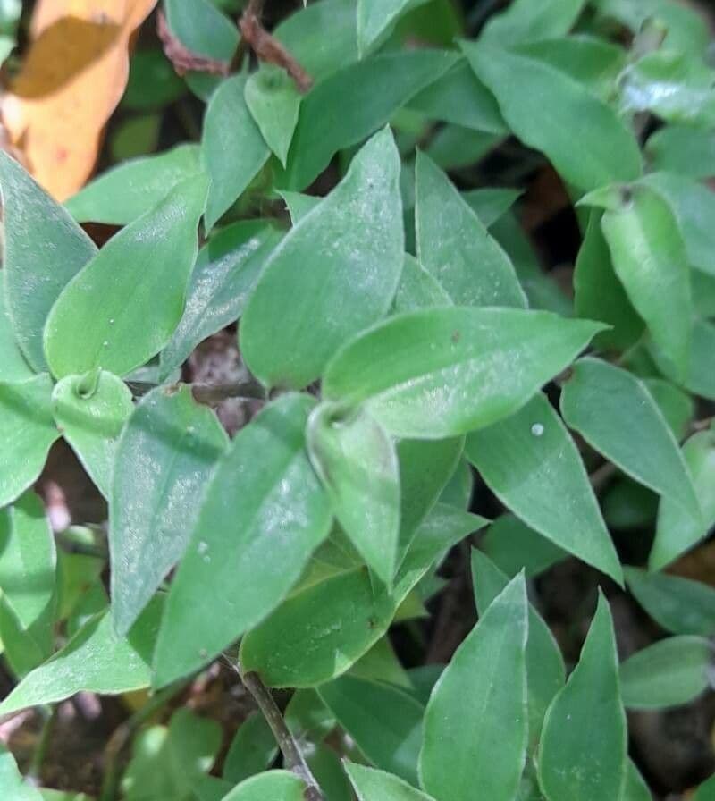 Callisia 2