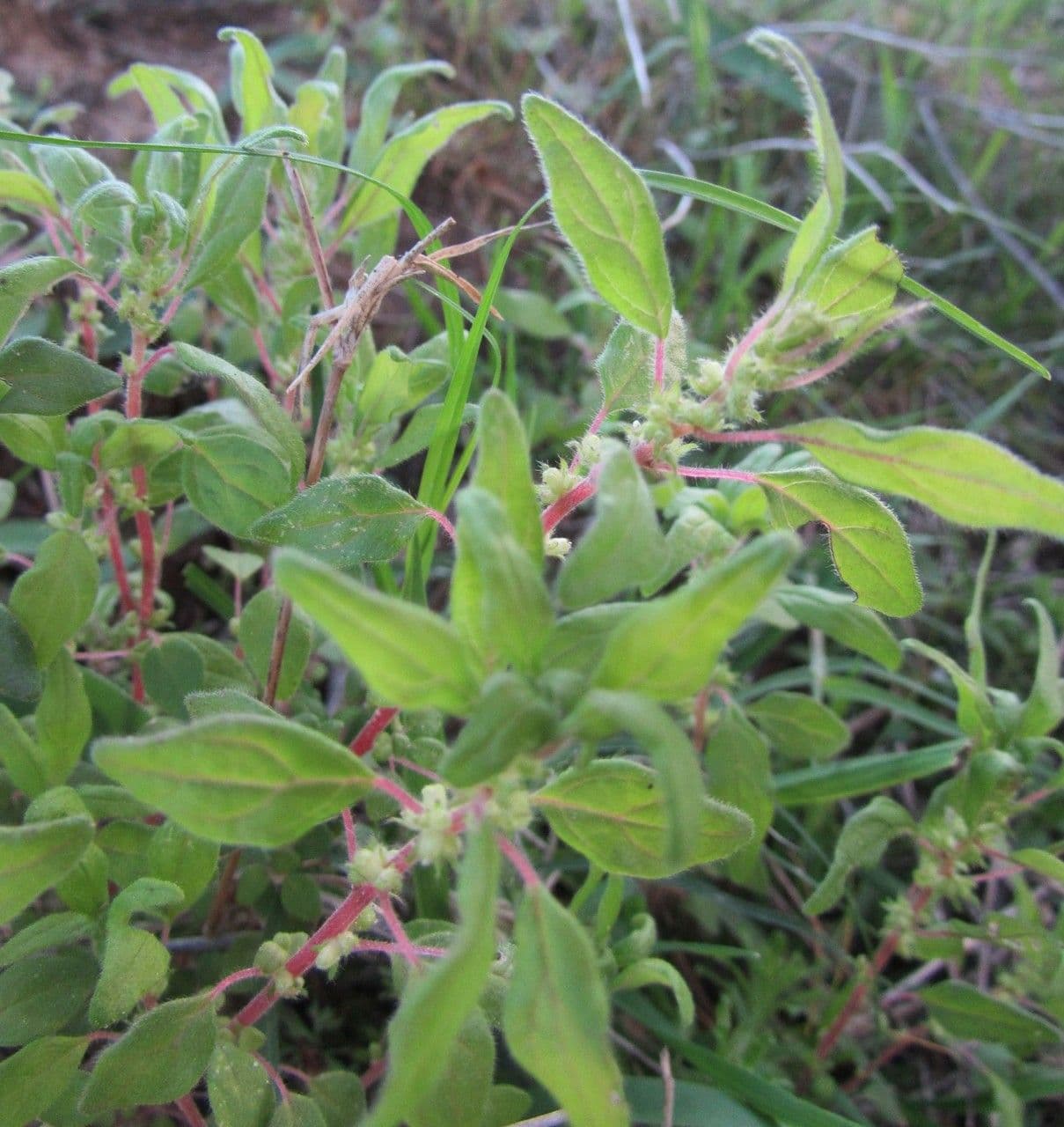 Parietaria pensilvanica 10