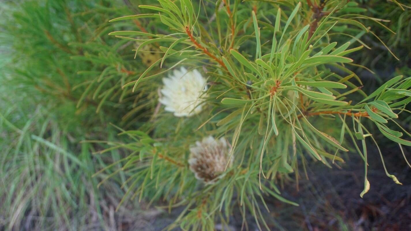 Protea 4
