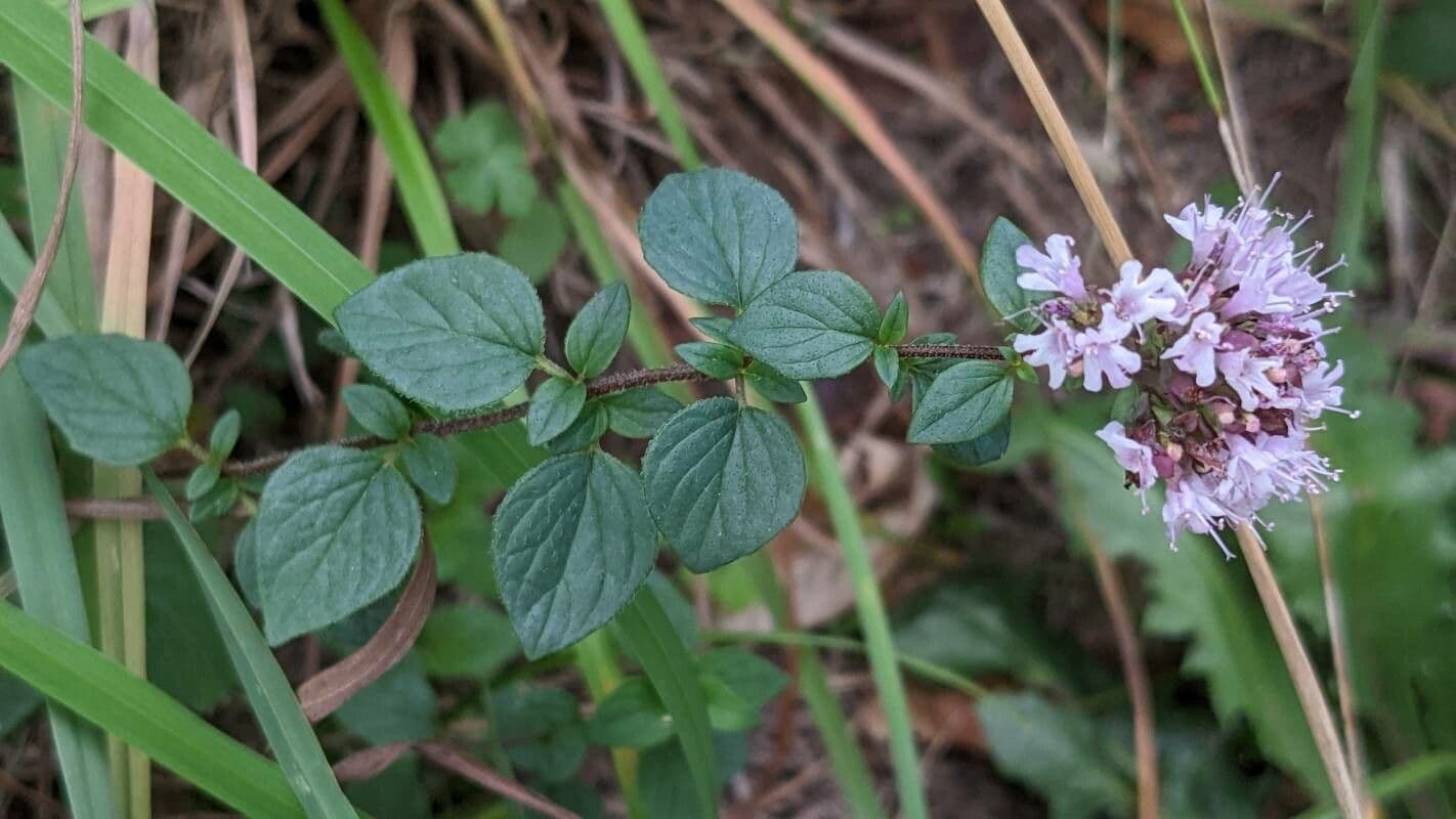 Oregano 12