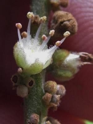 Cupania rossastra 4
