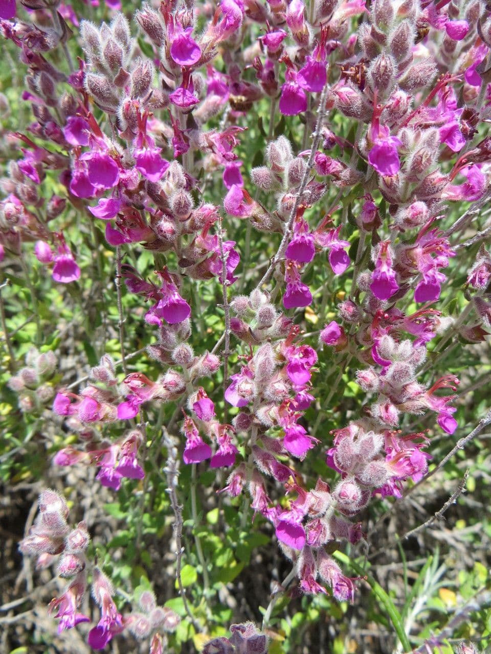 Camciuca 9
