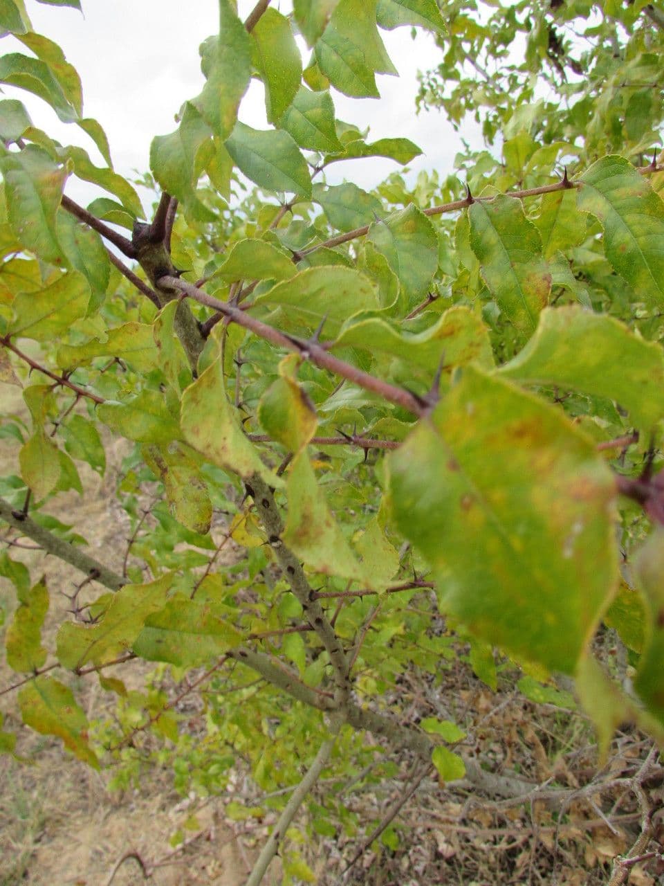 Zanthoxylum clava-herculis 2
