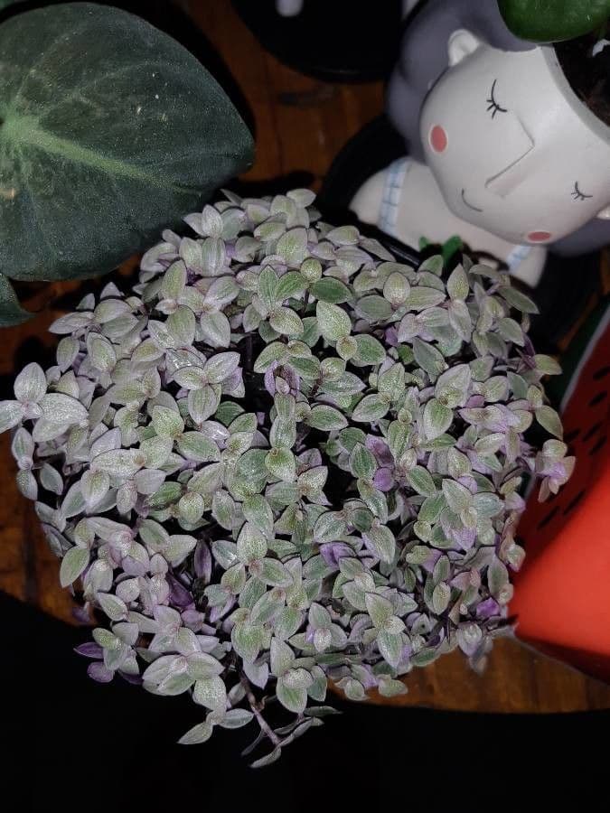 Callisia repens 23
