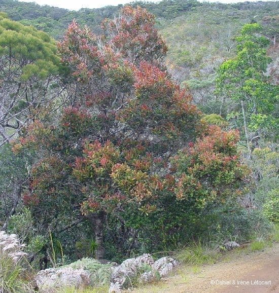 Nothofagus 5