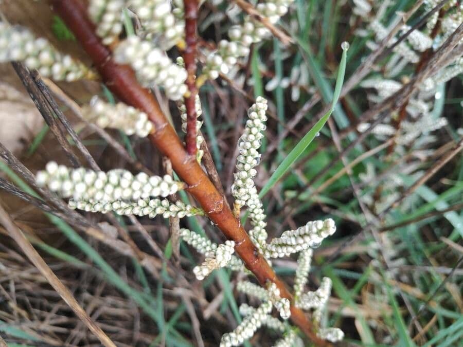Kanaren-Tamarisk 24