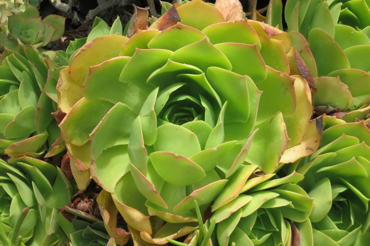 Aeonium 2