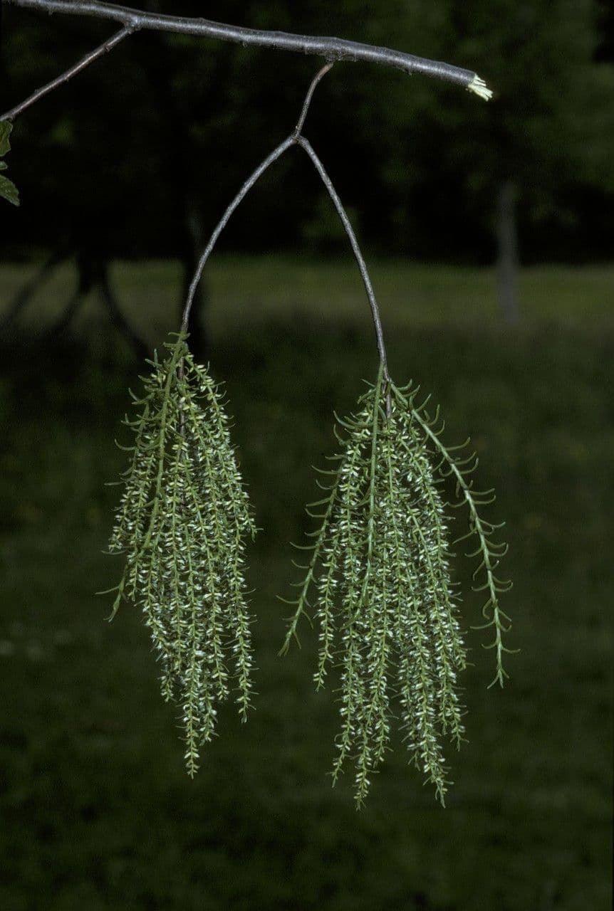 Misodendrum 7
