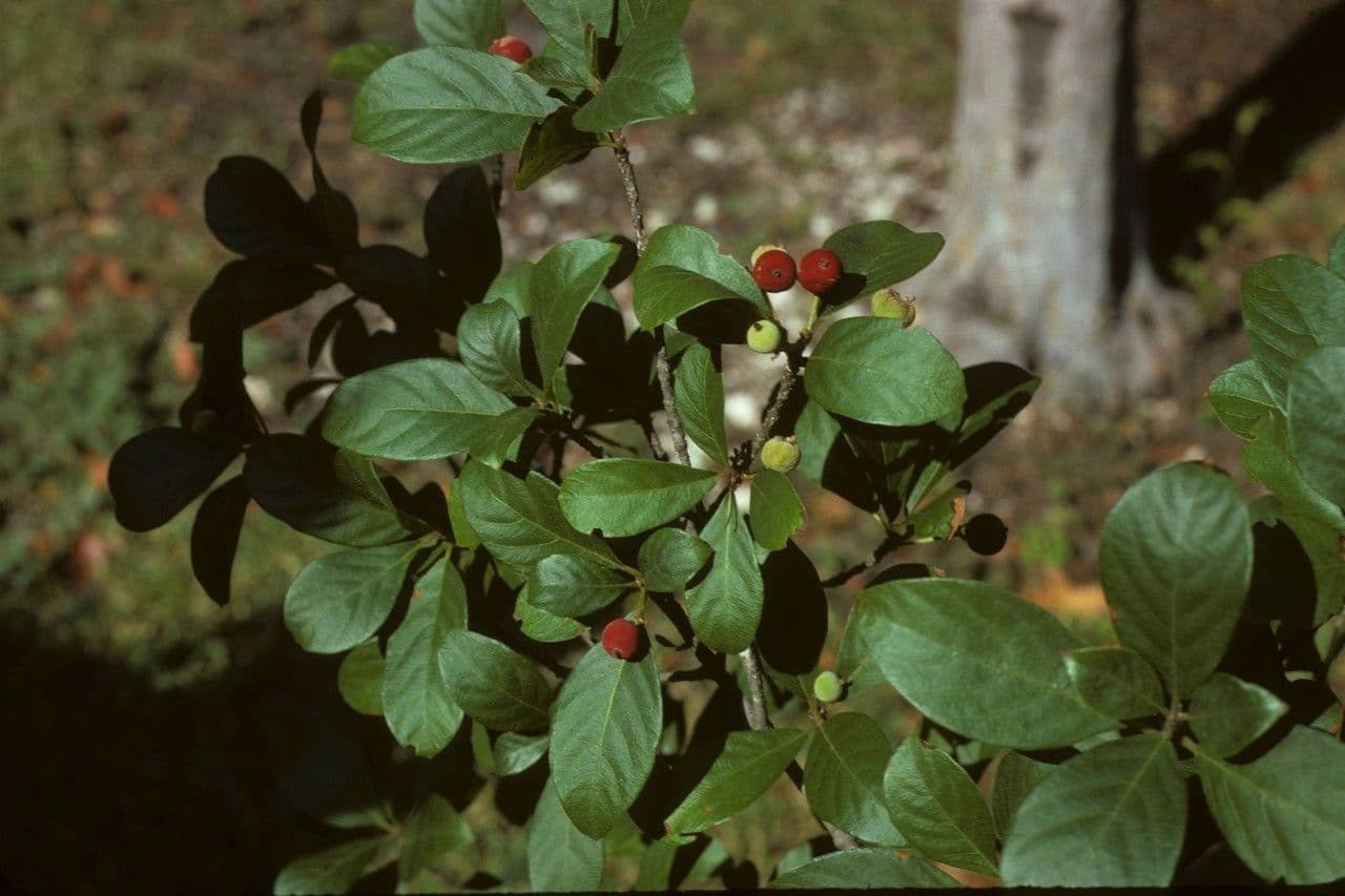 Guettarda scabra 12