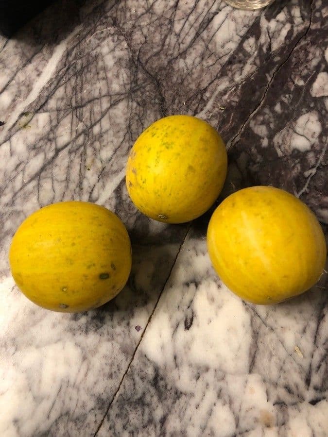 Zucca fetida 2