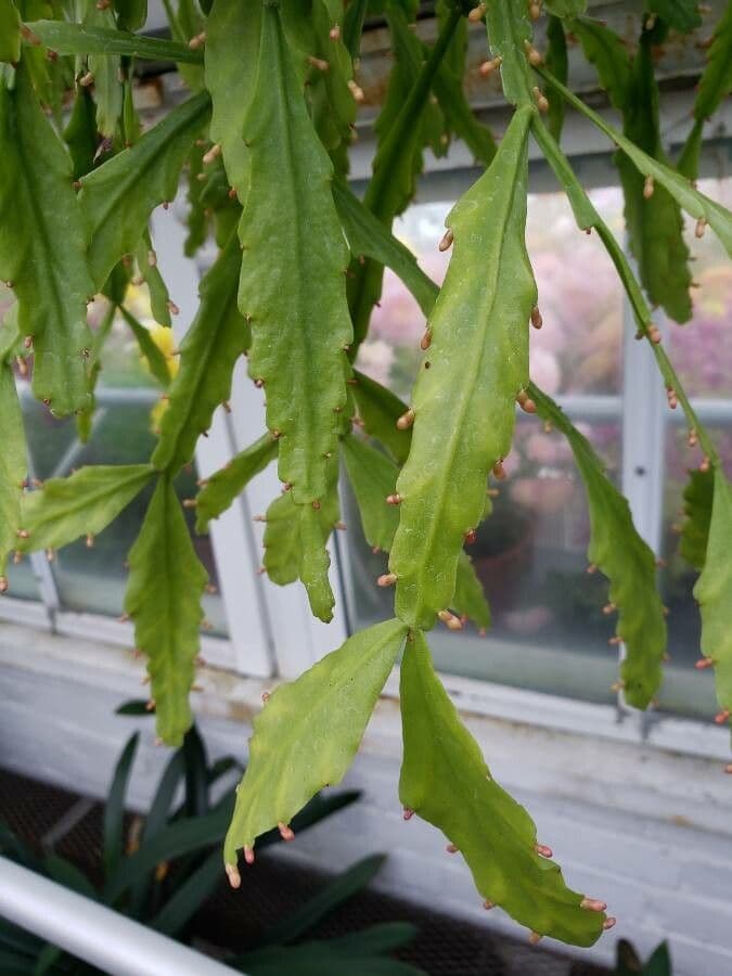 Cactus 4