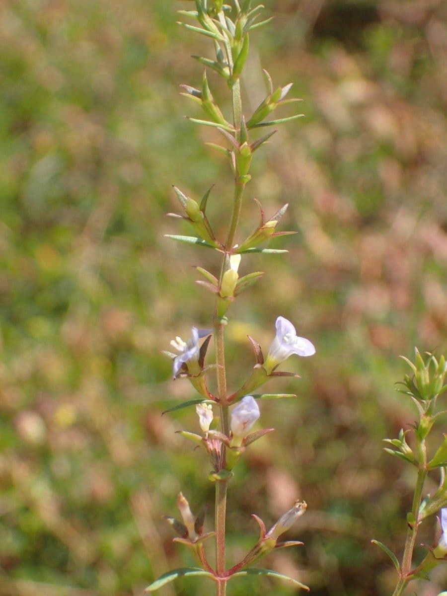 Neurotheca 2