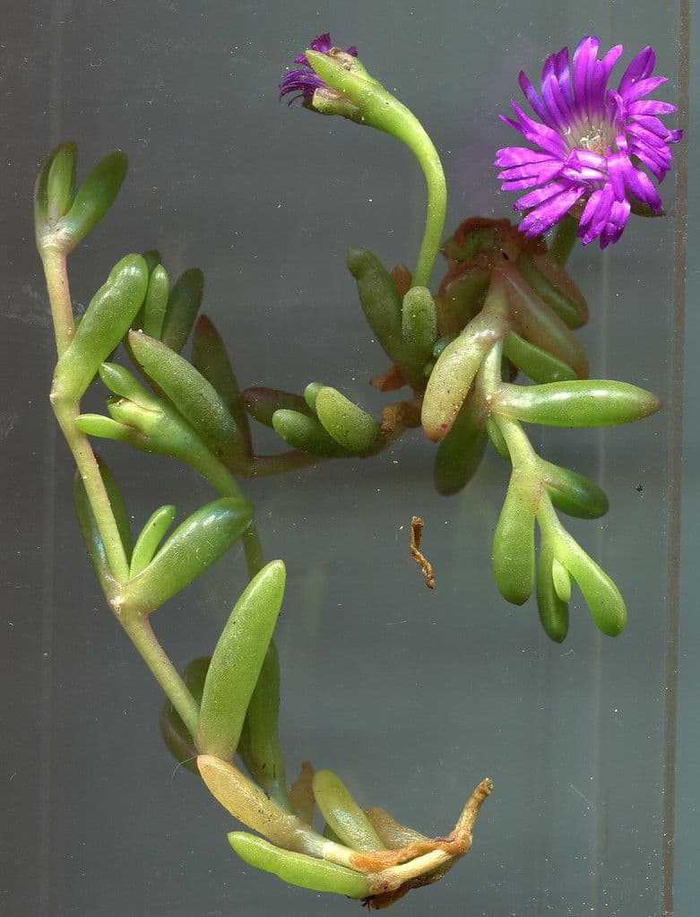Disphyma 2