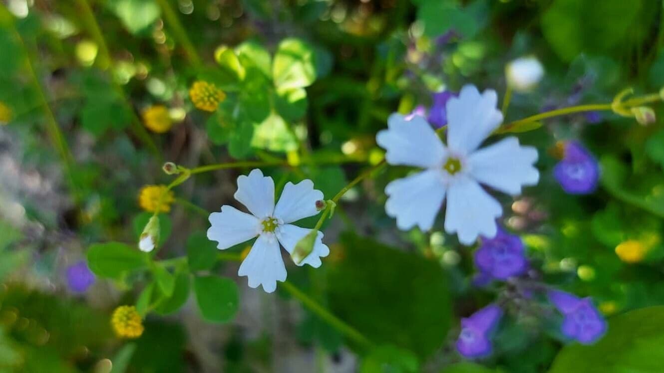 Silene 5
