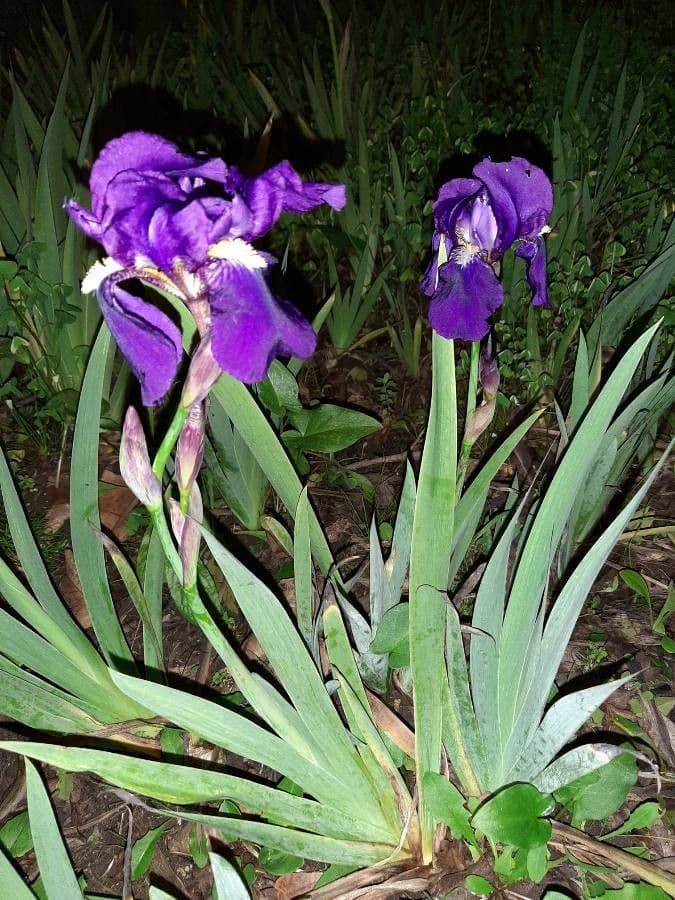 Zwerg-Schwertlilie 10