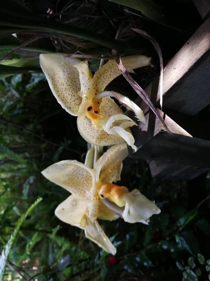 Stanhopea 5