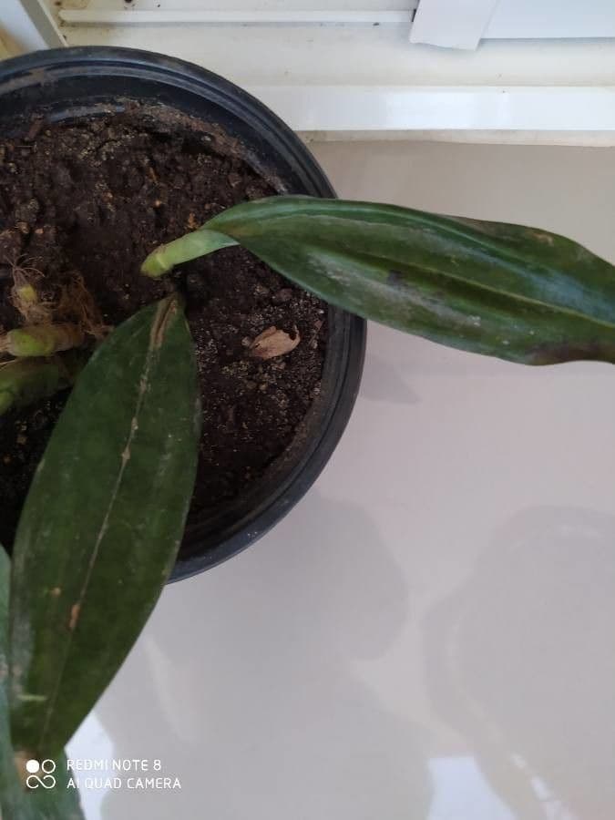 Orchidea monaca 19