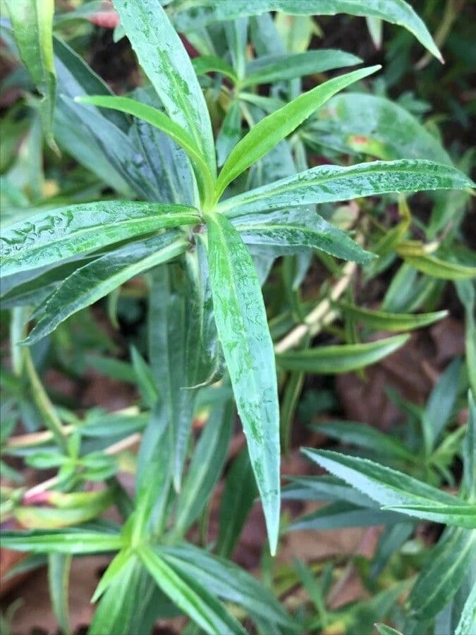 Penstemon 10