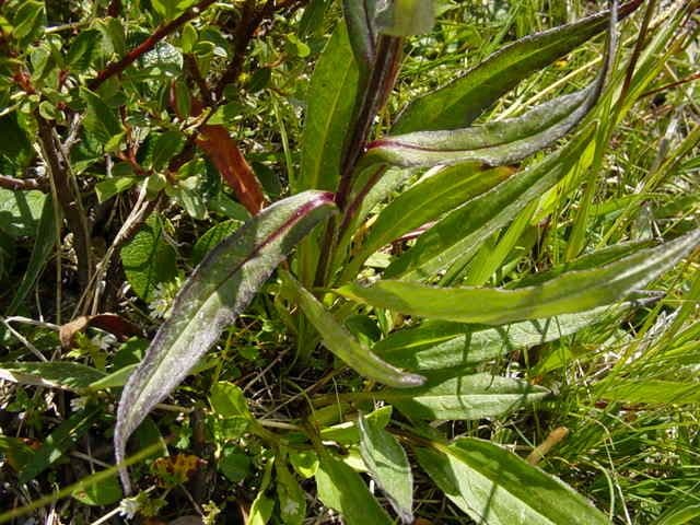Saussurea 17