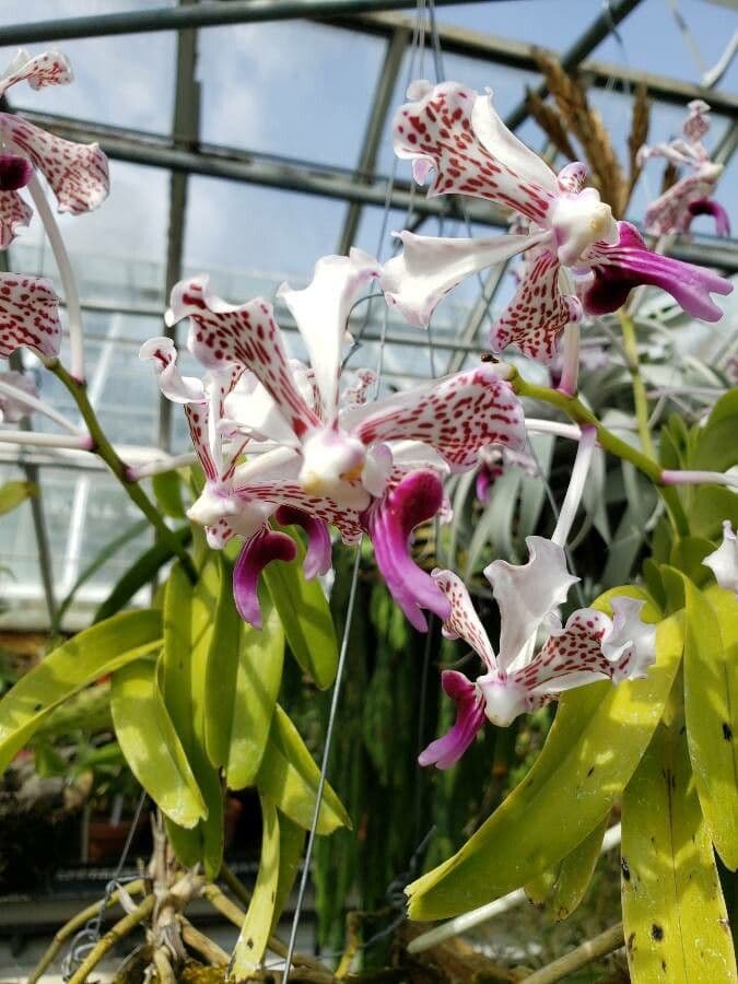 Orchidea 5