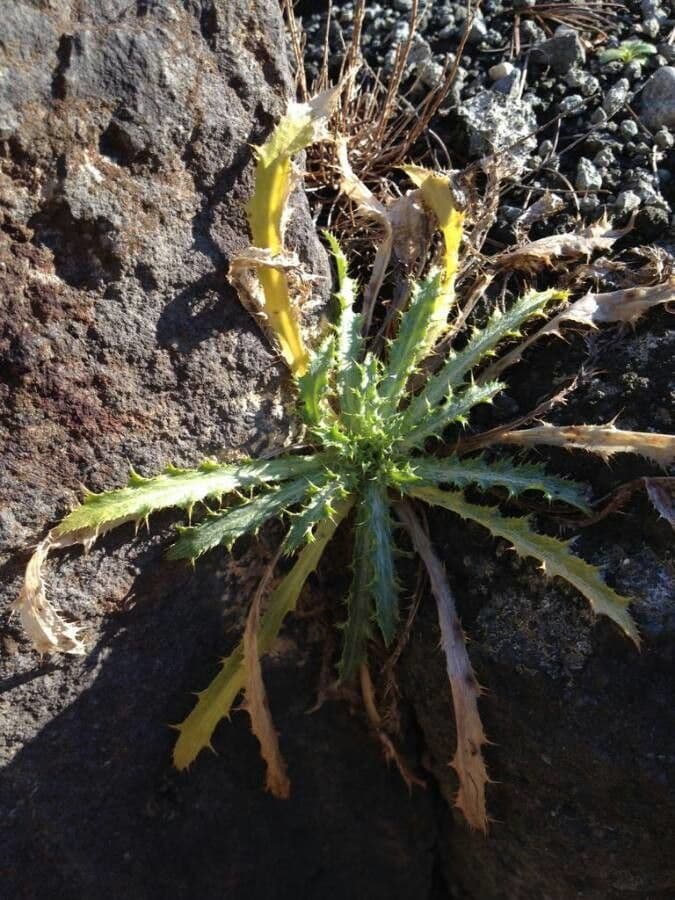 Cardo spinosissimo 19