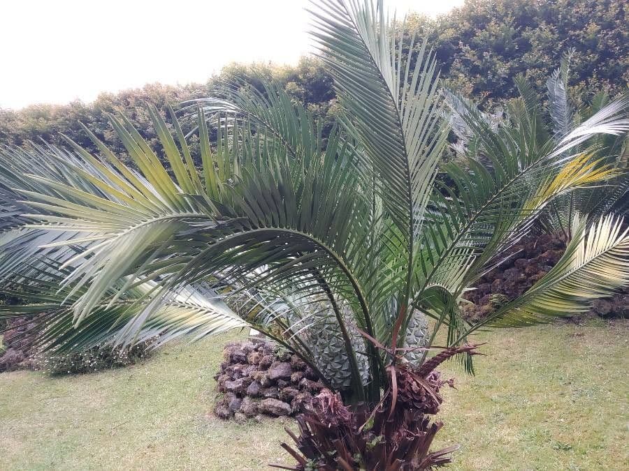 Macrozamia 2