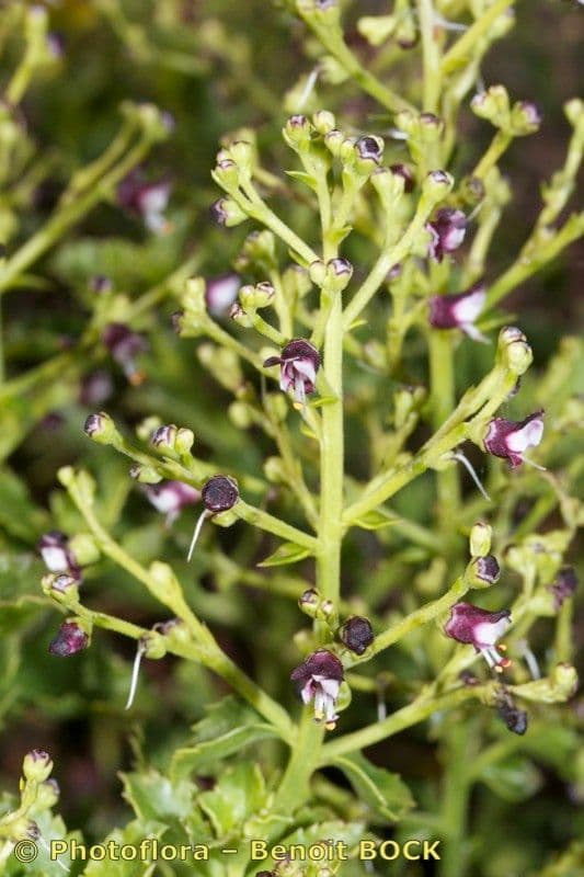 Scrophularia arbustiva 17