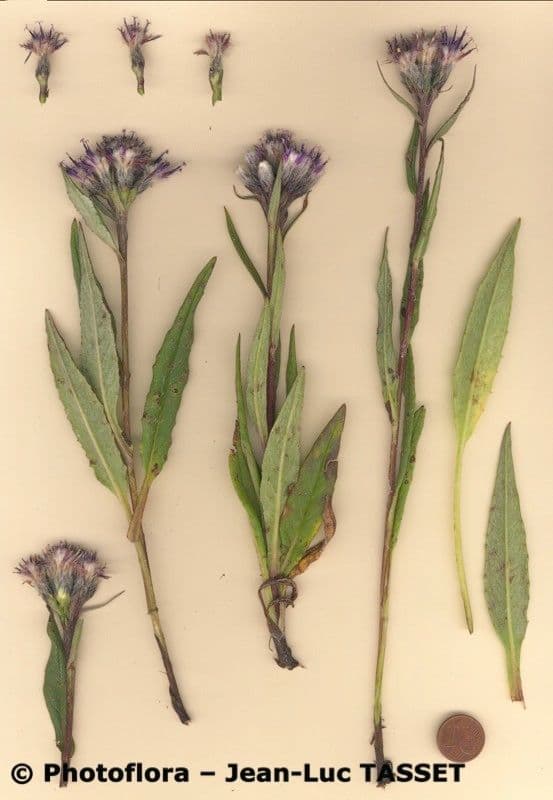 Saussurea 11