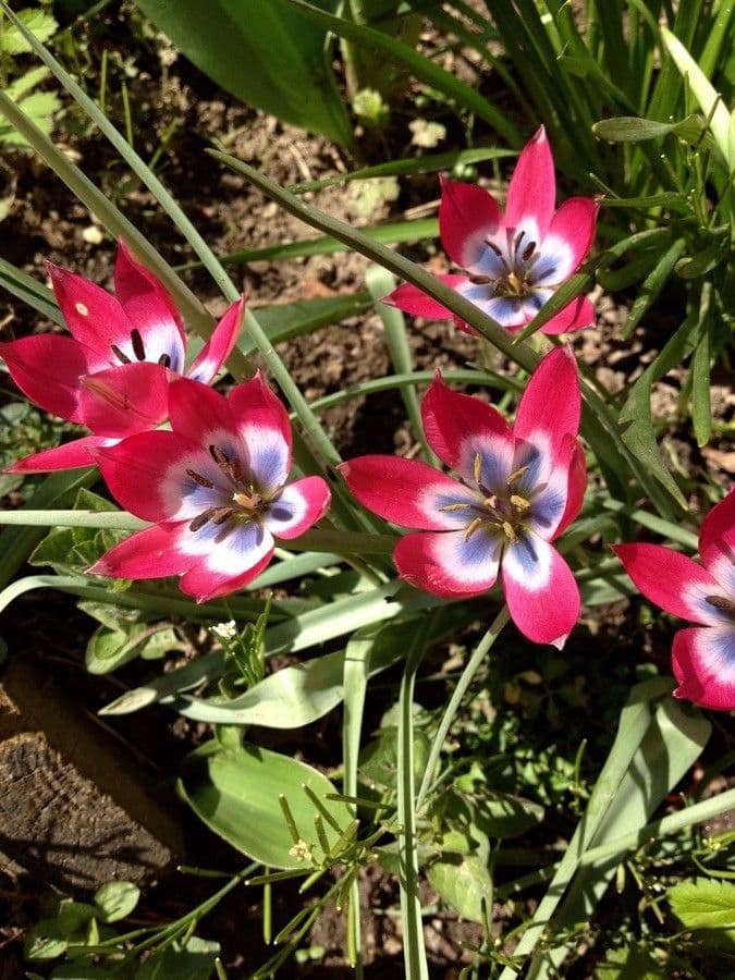 Clusius-Tulpe 6