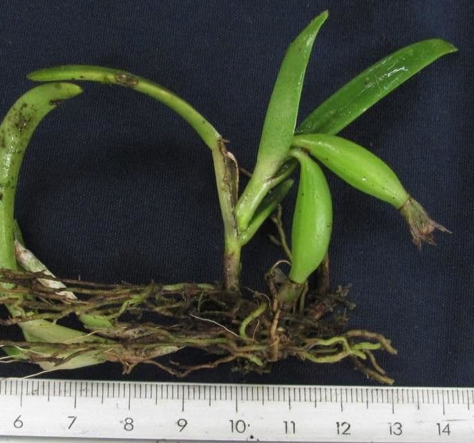 Epidendrum 4