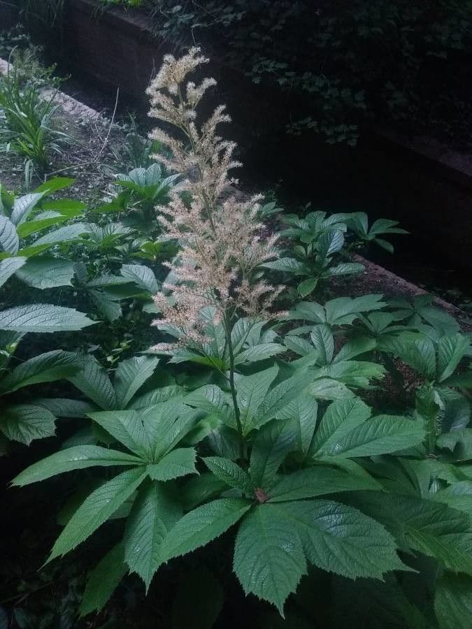 Rodgersia 8