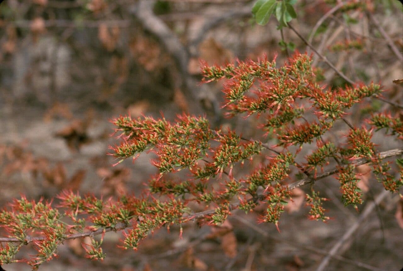 Combretum paniculatum 7