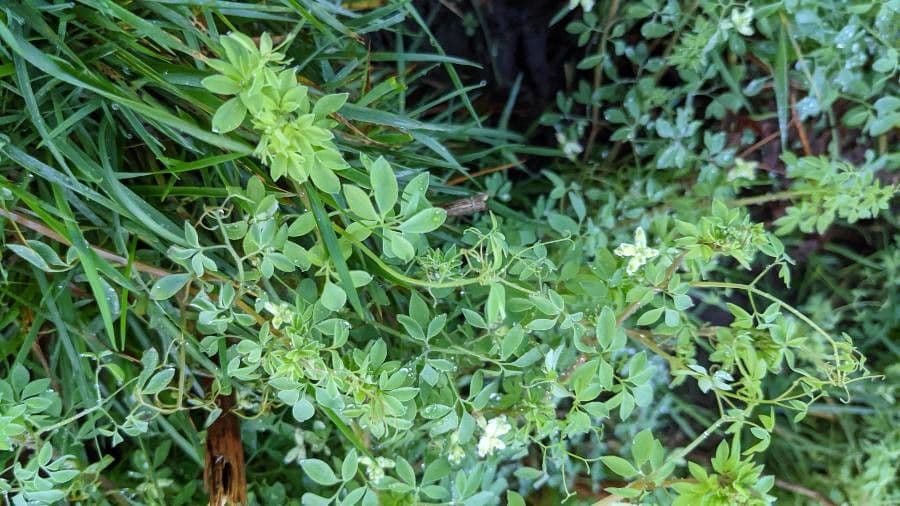 Corydalis claviculata 16