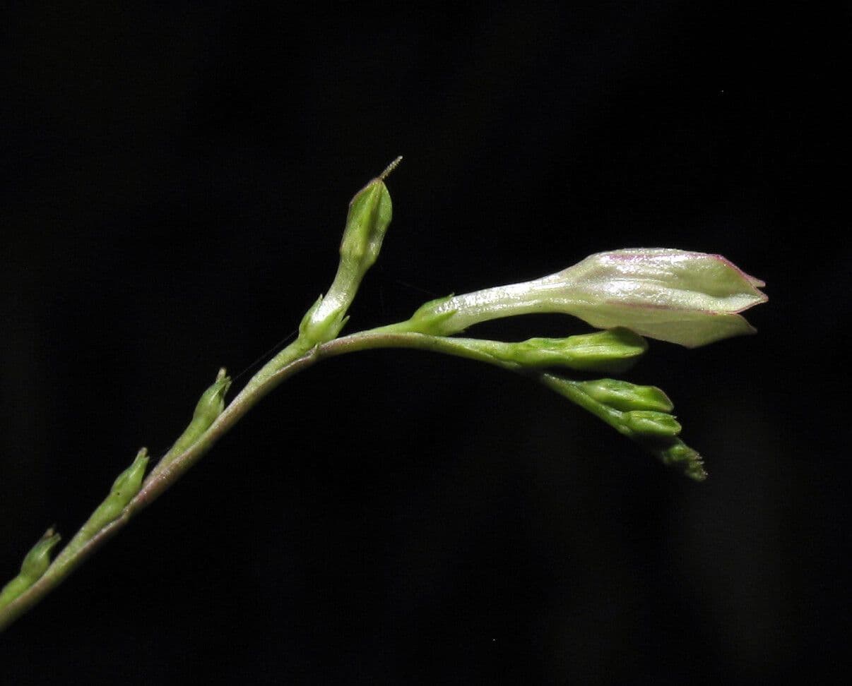 Spigelia 3