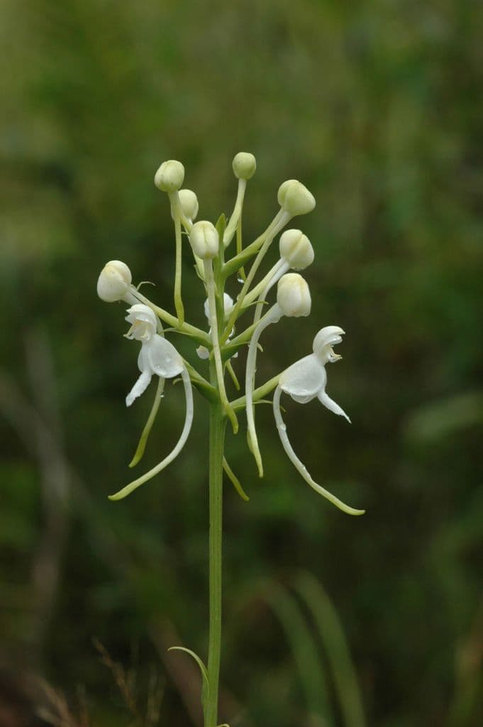 Weiße zerfranzte Orchidee 3