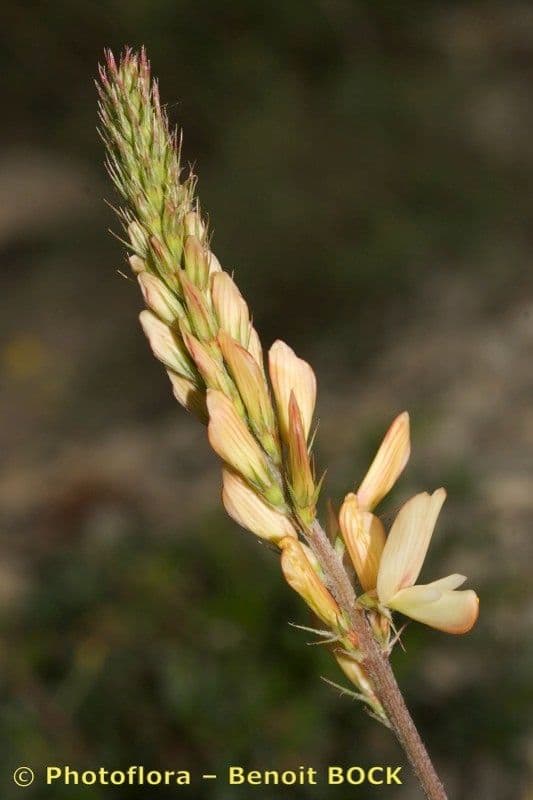 Serradella 3