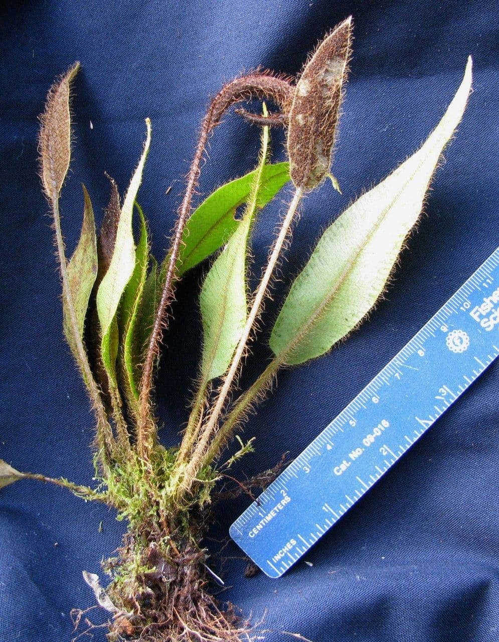 Elaphoglossum 3
