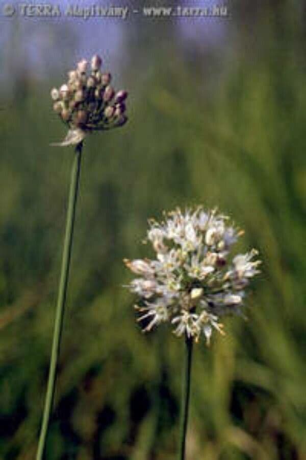 Allium suaveolens 7