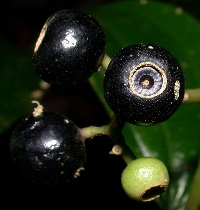 Miconia cooperi 3