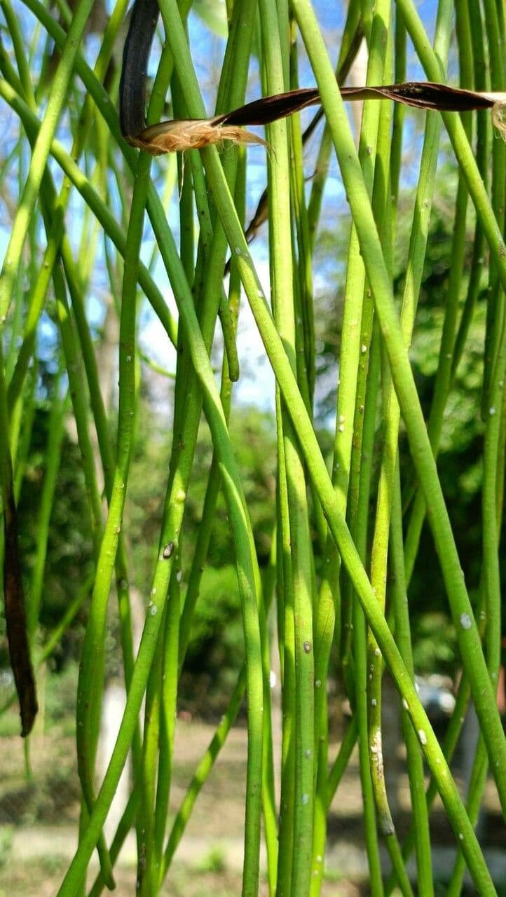 Alstonia 5