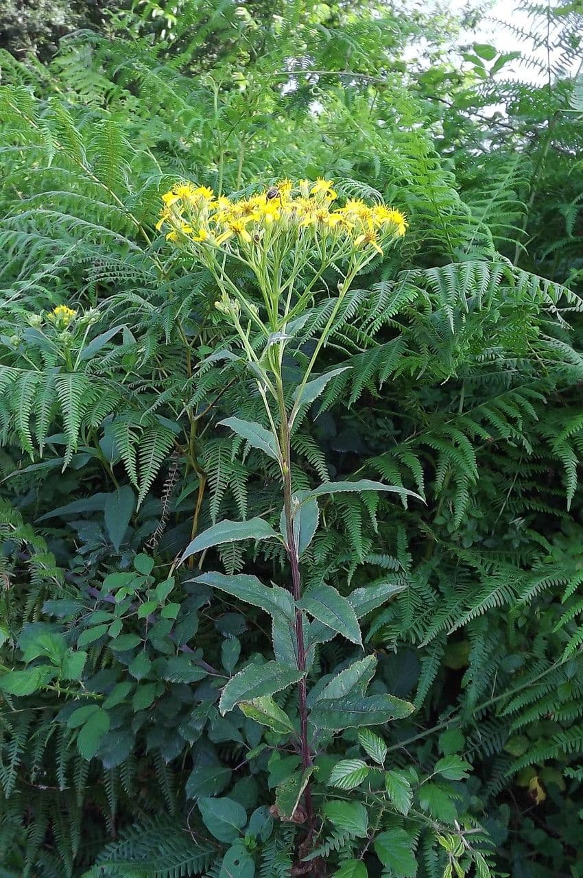 Bayonner Greiskraut 19