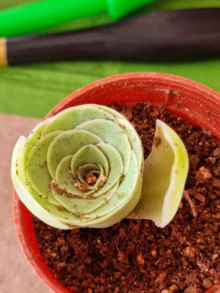 Aeonium 2