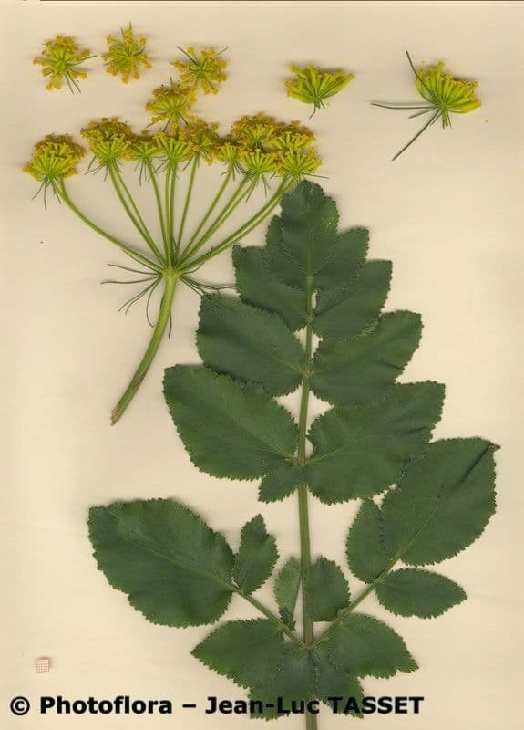 Kundmannia 26