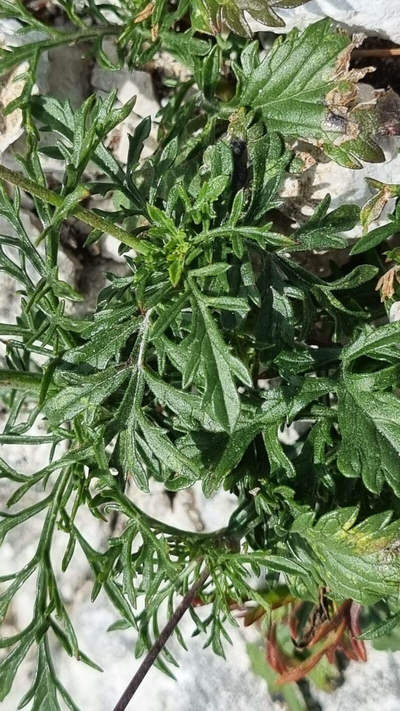 Vedovina lucida 17