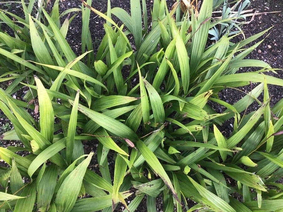 Bletilla striata 17