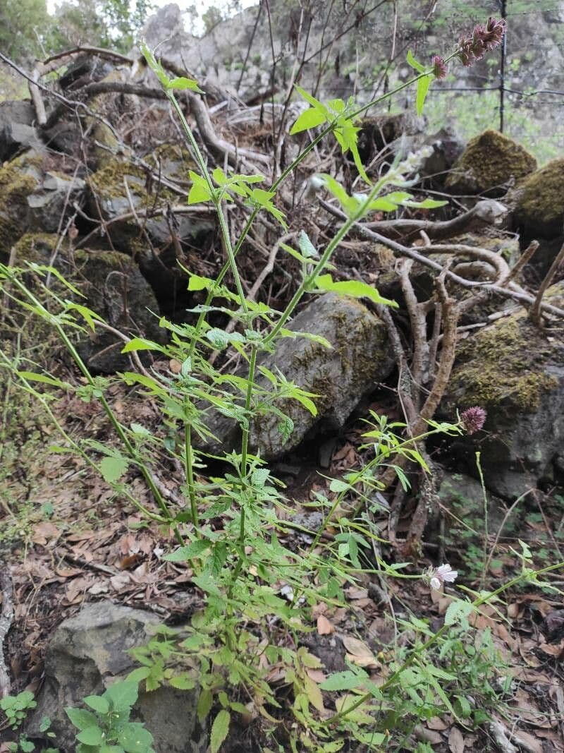 Cedronella canaria 8