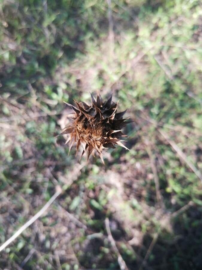Cynara humilis 27
