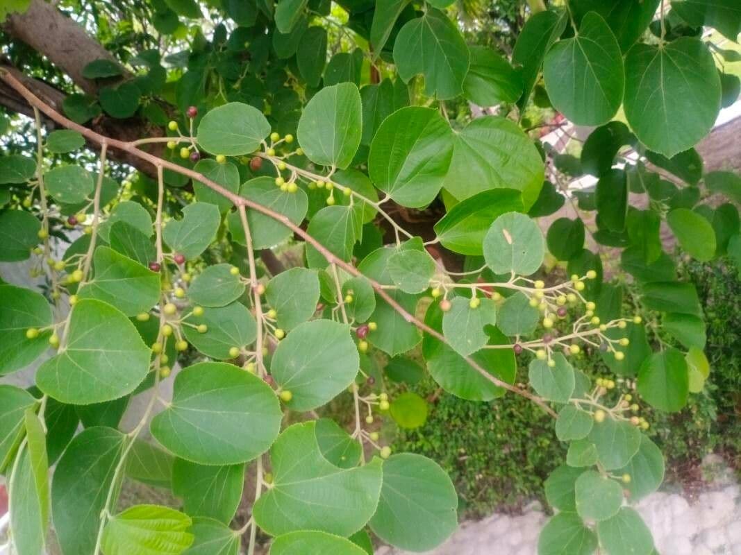 Grewia asiatica 3